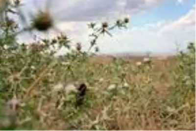 Dünyada sadece Türkiye'de bir bölgede görülen böceğin dişisi erkeğini yerken ilk kez görüntülendi Dünyada sadece Türkiye'de bir bölgede görülen böceğin dişisi erkeğini yerken ilk kez görüntülendi