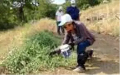 Köylünün zararlı diye tarlasından söktüğü kapari bitkisini üretmeye başlayan Antalyalı çift, kilosunu 19 TL'ye satacak Köylünün zararlı diye tarlasından söktüğü kapari bitkisini üretmeye başlayan Antalyalı çift, kilosunu 19 TL'ye satacak