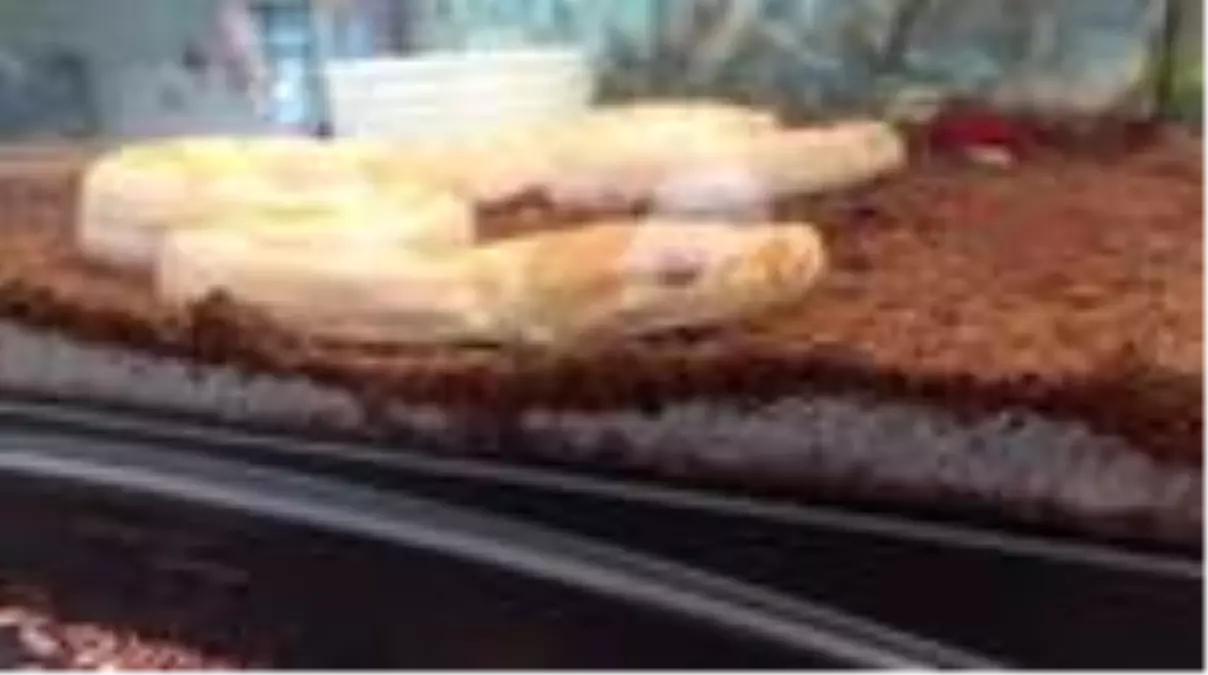 ANTALYA Albino piton yavrusu