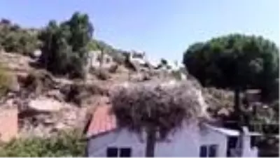 Ayağı kopan leylek yavrusu tedavi altına alındı Ayağı kopan leylek yavrusu tedavi altına alındı