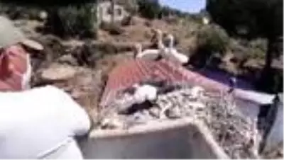 Ayağı kopan leylek yavrusu tedavi altına alındı Ayağı kopan leylek yavrusu tedavi altına alındı