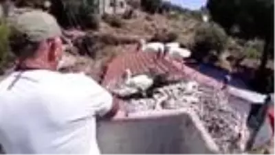 Ayağı kopan leylek yavrusu tedavi altına alındı Ayağı kopan leylek yavrusu tedavi altına alındı
