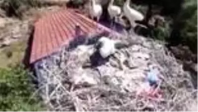 Ayağı kopan leylek yavrusu tedavi altına alındı Ayağı kopan leylek yavrusu tedavi altına alındı