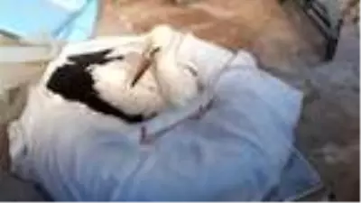 Son dakika haberi: Bacağı kopan leylek yavrusu tedaviye alındı Son dakika haberi: Bacağı kopan leylek yavrusu tedaviye alındı
