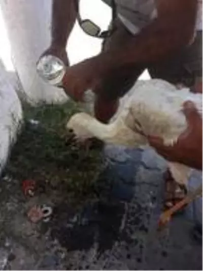 Son dakika haberi: Bacağı kopan leylek yavrusu tedaviye alındı Son dakika haberi: Bacağı kopan leylek yavrusu tedaviye alındı