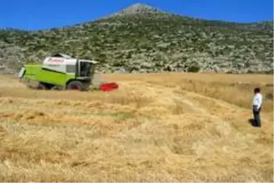 Kızılkaya Belediye Başkanı, belediyeye ait tarlaya ektiği buğdayla bütçeye katkı sağladı Kızılkaya Belediye Başkanı, belediyeye ait tarlaya ektiği buğdayla bütçeye katkı sağladı
