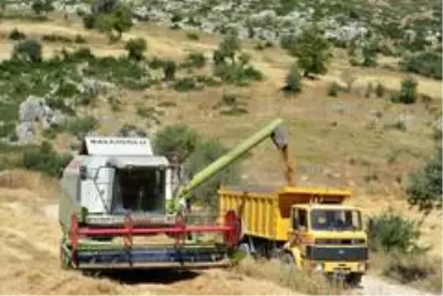 Kızılkaya Belediye Başkanı, belediyeye ait tarlaya ektiği buğdayla bütçeye katkı sağladı Kızılkaya Belediye Başkanı, belediyeye ait tarlaya ektiği buğdayla bütçeye katkı sağladı