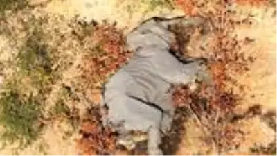Botsvana'da iki ay içerisinde 350 fil gizemli bir şekilde öldü Botsvana'da iki ay içerisinde 350 fil gizemli bir şekilde öldü