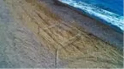 Caretta carettaların yuvaları sorumsuz sürücülerin tehdidi altında