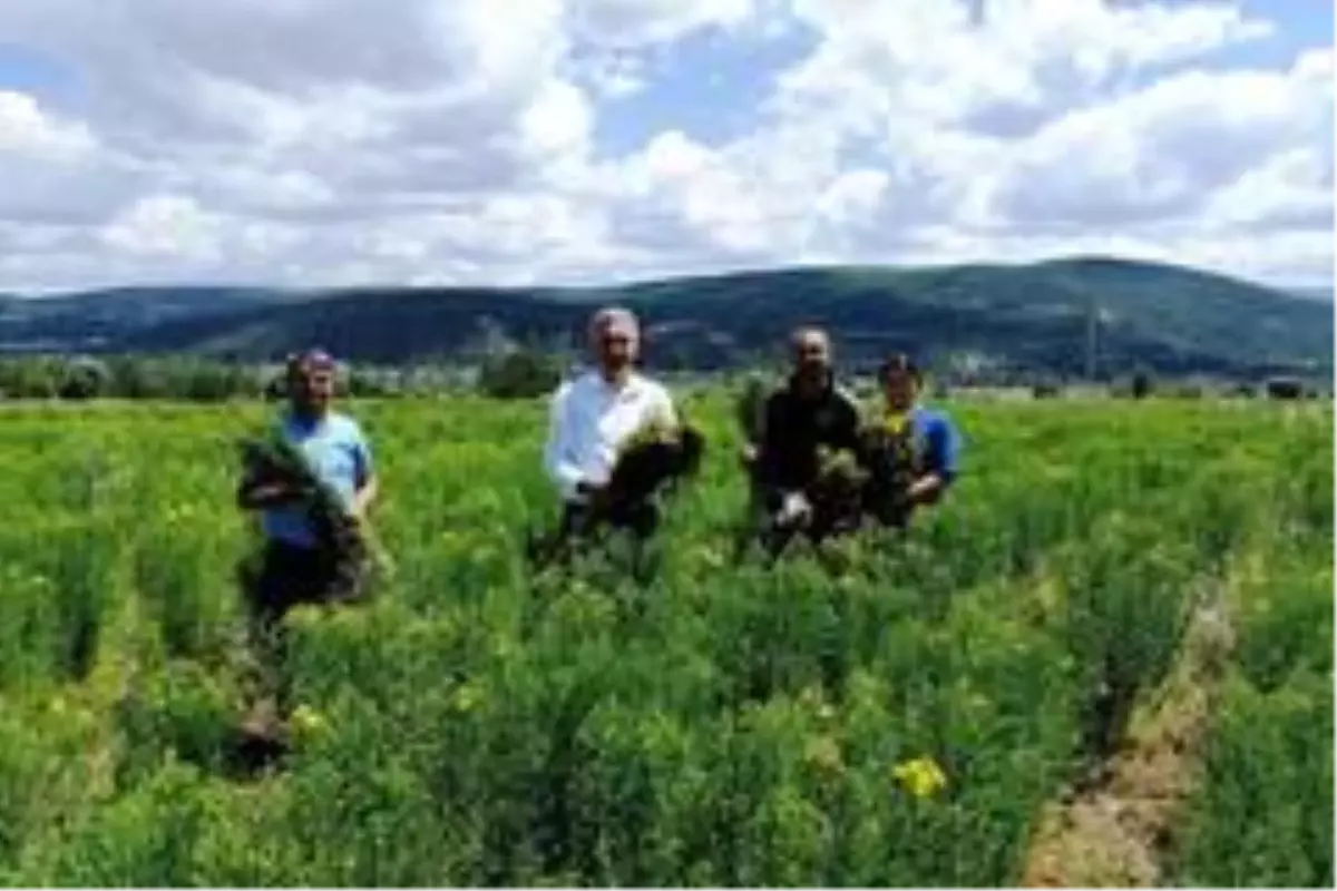 Gümüşhane'de otun şahı olan sarı kantaronda hasat başladı