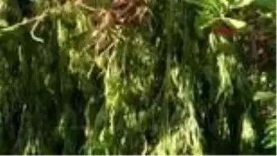 HATAY Ormanlık alanda 2 bin 221 kök hint keneviri ele geçirildi HATAY Ormanlık alanda 2 bin 221 kök hint keneviri ele geçirildi