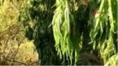 HATAY Ormanlık alanda 2 bin 221 kök hint keneviri ele geçirildi HATAY Ormanlık alanda 2 bin 221 kök hint keneviri ele geçirildi