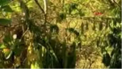 HATAY Ormanlık alanda 2 bin 221 kök hint keneviri ele geçirildi HATAY Ormanlık alanda 2 bin 221 kök hint keneviri ele geçirildi