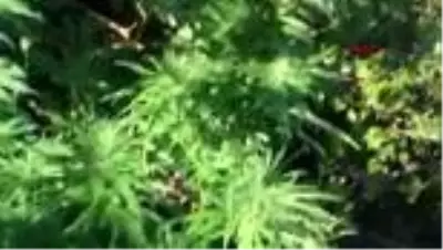 HATAY Ormanlık alanda 2 bin 221 kök hint keneviri ele geçirildi HATAY Ormanlık alanda 2 bin 221 kök hint keneviri ele geçirildi