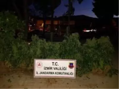 İzmir'de 3 bin 574 kök Hint keneviri ele geçirildi İzmir'de 3 bin 574 kök Hint keneviri ele geçirildi
