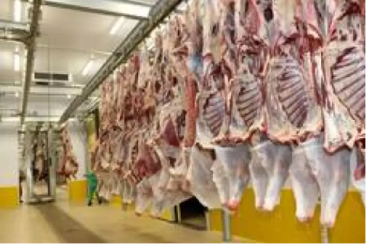 Kocaeli mezbahanelerinde 633 ton et kesildi