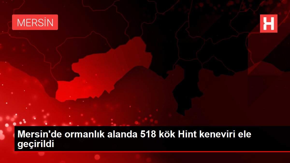Mersin'de ormanlık alanda 518 kök Hint keneviri ele geçirildi Mersin'de ormanlık alanda 518 kök Hint keneviri ele geçirildi