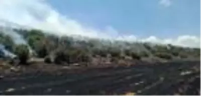 Ormanlık alandaki yangın 2 saatte söndürüldü