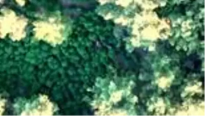 Ormanlık alanı kenevir tarlasına çevirmişler Ormanlık alanı kenevir tarlasına çevirmişler