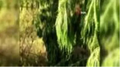 Ormanlık alanı kenevir tarlasına çevirmişler Ormanlık alanı kenevir tarlasına çevirmişler