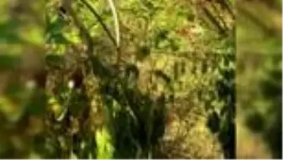Ormanlık alanı kenevir tarlasına çevirmişler Ormanlık alanı kenevir tarlasına çevirmişler