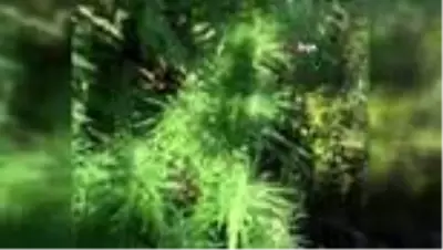 Ormanlık alanı kenevir tarlasına çevirmişler Ormanlık alanı kenevir tarlasına çevirmişler