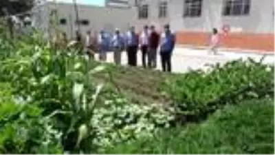 Pandemi öncesi öğrencilerin ektiği ürünleri öğretmenler hasat etti