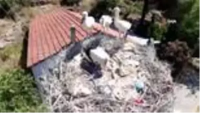 Sakatlanan leylek yavrusu için seferber oldular