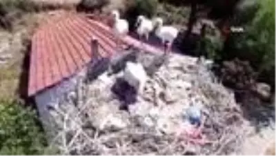 Sakatlanan leylek yavrusu için seferber oldular
