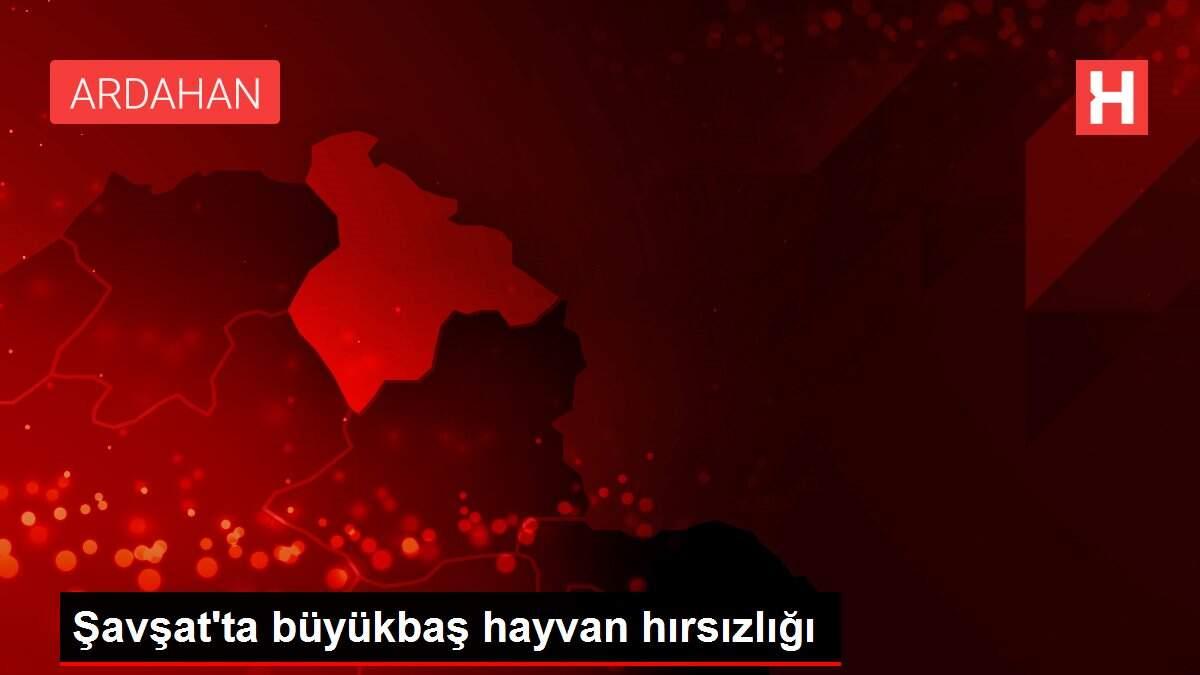 Şavşat'ta büyükbaş hayvan hırsızlığı