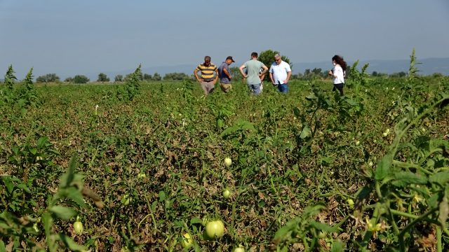 Türkiye'nin domates üretim merkezi olan Bursa'nın ovalarında ürünler kurudu, bu yıl salça fiyatları tavan yapacak