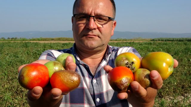 Türkiye'nin domates üretim merkezi olan Bursa'nın ovalarında ürünler kurudu, bu yıl salça fiyatları tavan yapacak