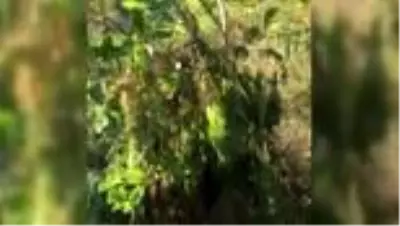Son dakika haberleri... Uyuşturucu operasyonunda iki şüpheli yakalandı Son dakika haberleri... Uyuşturucu operasyonunda iki şüpheli yakalandı