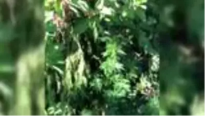Son dakika haberleri... Uyuşturucu operasyonunda iki şüpheli yakalandı Son dakika haberleri... Uyuşturucu operasyonunda iki şüpheli yakalandı