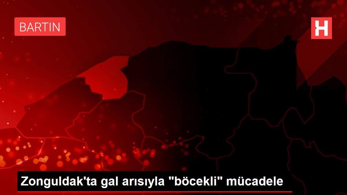 Zonguldak'ta gal arısıyla Zonguldak'ta gal arısıyla