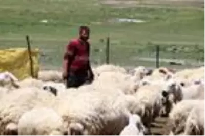Kayserili besiciler 4 bin lira maaşla çalışacak çoban bulamıyor Kayserili besiciler 4 bin lira maaşla çalışacak çoban bulamıyor