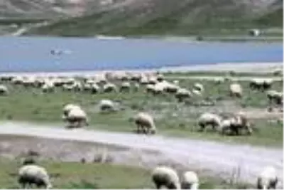 Kayserili besiciler 4 bin lira maaşla çalışacak çoban bulamıyor Kayserili besiciler 4 bin lira maaşla çalışacak çoban bulamıyor