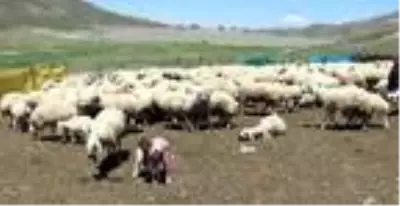 Kayserili besiciler 4 bin lira maaşla çalışacak çoban bulamıyor Kayserili besiciler 4 bin lira maaşla çalışacak çoban bulamıyor