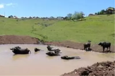’Afrika’nın Savanası’ değil Ordu