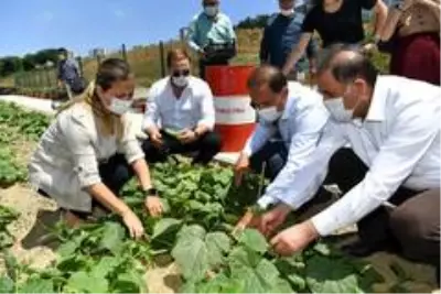 Başkan Çalık Yaşam Bahçesi'nin mahsullerini topladı