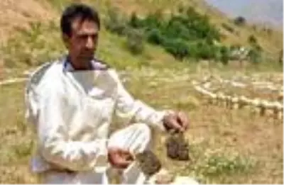 Bitlis'te üretilen ana arılara Türkiye'nin bir çok ilinden talep var