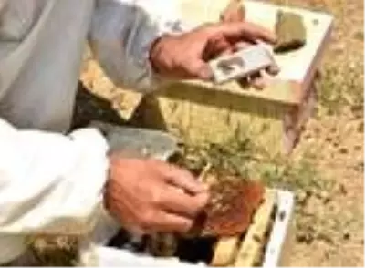 Bitlis'te üretilen ana arılara Türkiye'nin bir çok ilinden talep var Bitlis'te üretilen ana arılara Türkiye'nin bir çok ilinden talep var