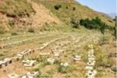Bitlis'te üretilen ana arılara Türkiye'nin bir çok ilinden talep var Bitlis'te üretilen ana arılara Türkiye'nin bir çok ilinden talep var