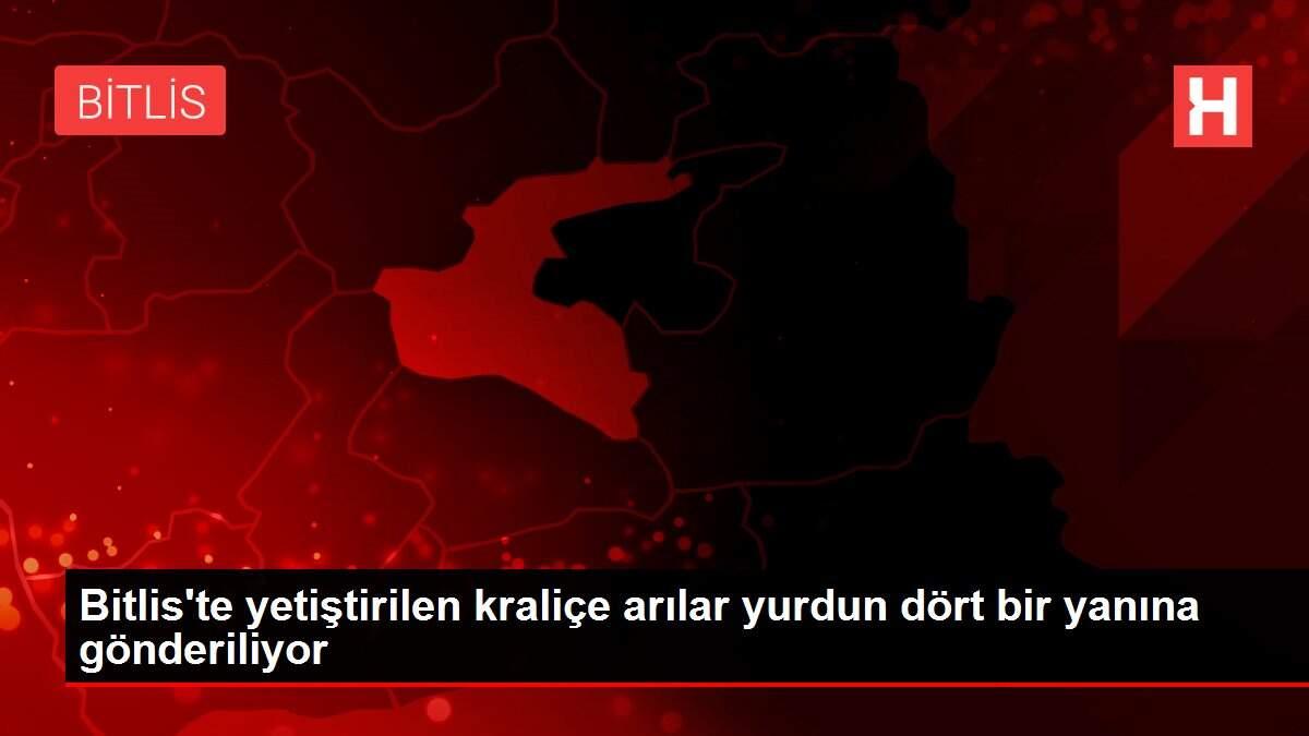 Bitlis'te yetiştirilen kraliçe arılar yurdun dört bir yanına gönderiliyor
