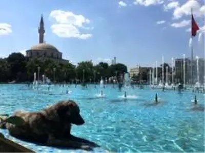 Son dakika haberleri: Böyle keyif görülmedi Son dakika haberleri: Böyle keyif görülmedi
