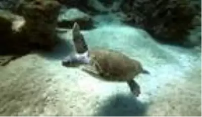 Caretta carettalar için kamu spotu Caretta carettalar için kamu spotu