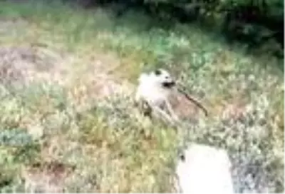 Çoban köpekleri ile yılanın mücadelesi kamerada