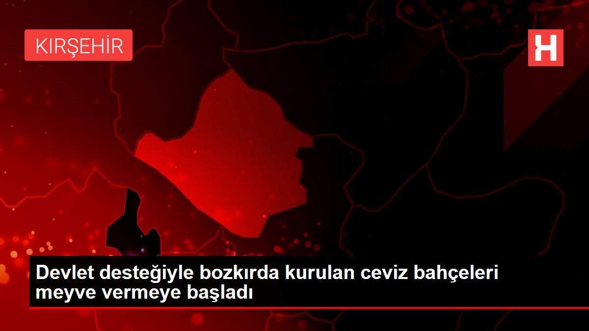 Devlet desteğiyle bozkırda kurulan ceviz bahçeleri meyve vermeye başladı Devlet desteğiyle bozkırda kurulan ceviz bahçeleri meyve vermeye başladı