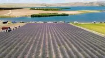 Devletten aldığı destekle lavanta bahçesi kurdu, ekonomisine can kattı Devletten aldığı destekle lavanta bahçesi kurdu, ekonomisine can kattı