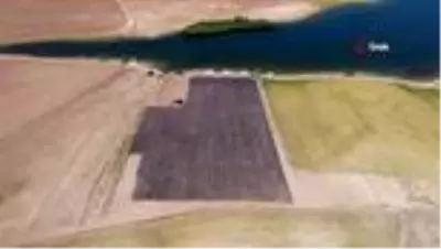 Devletten aldığı destekle lavanta bahçesi kurdu, ekonomisine can kattı